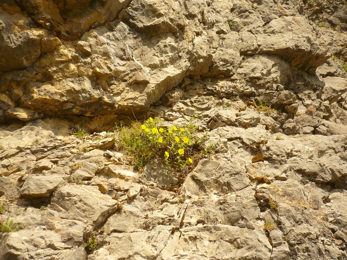 Helianthemum nummularium subsp. tomentosum (Cistaceae)